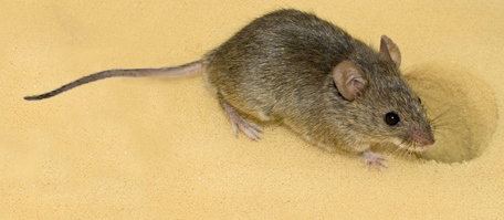 Image of a mouse