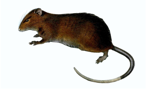 Image of a rat